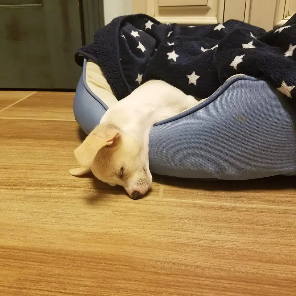 A Chihuahua sleeping on its bed while its head is on the floor