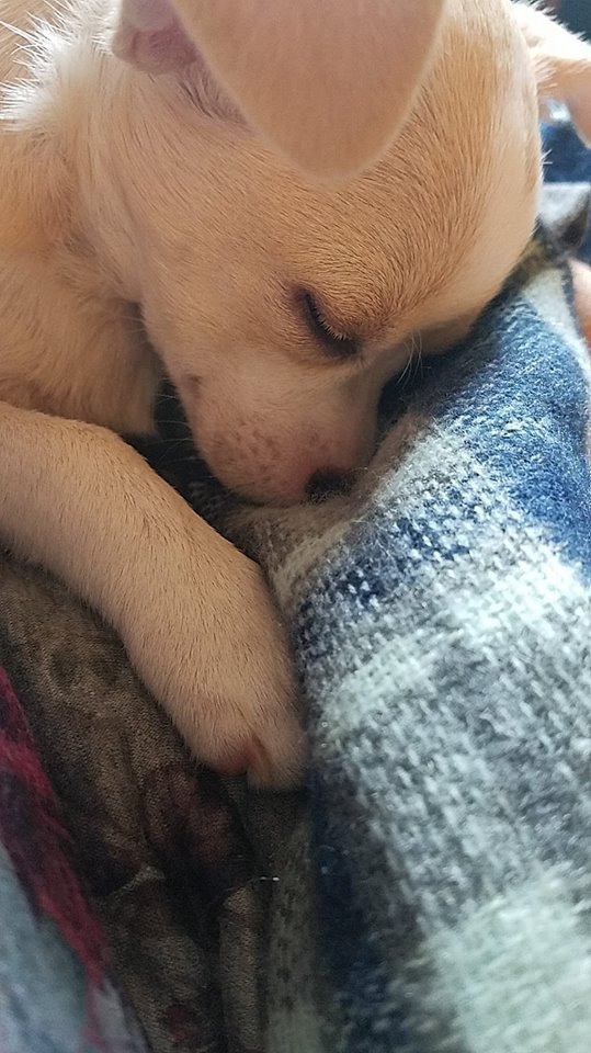A Chihuahua sleeping on the bed