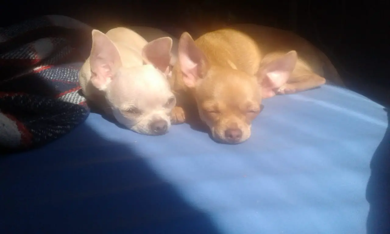 two Chihuahua sleeping on the bed while under the sun