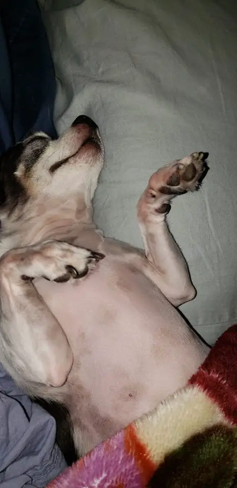 A Chihuahua lying on its back while sleeping on the bed at night