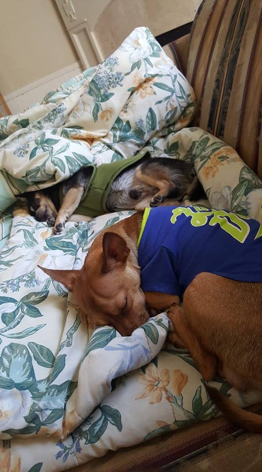 two Chihuahuas taking a nap in the couch