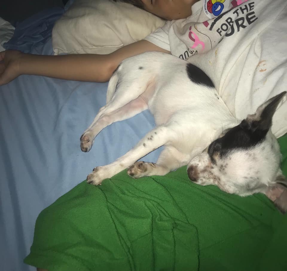 A Chihuahua sleeping next to the kid on the bed