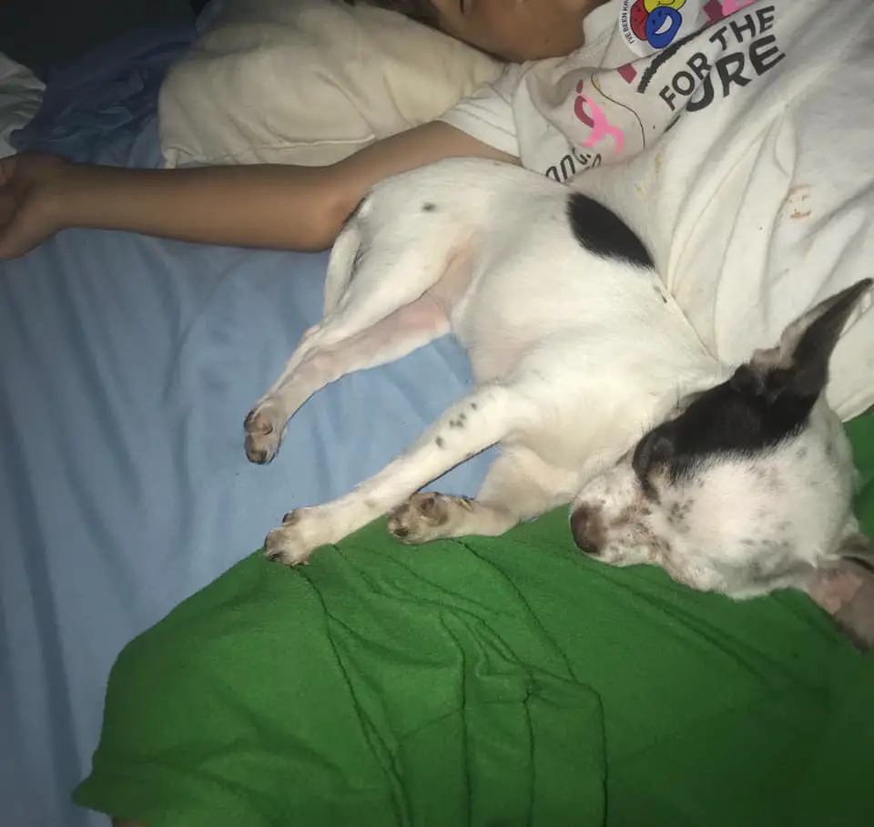 A Chihuahua sleeping next to the kid on the bed