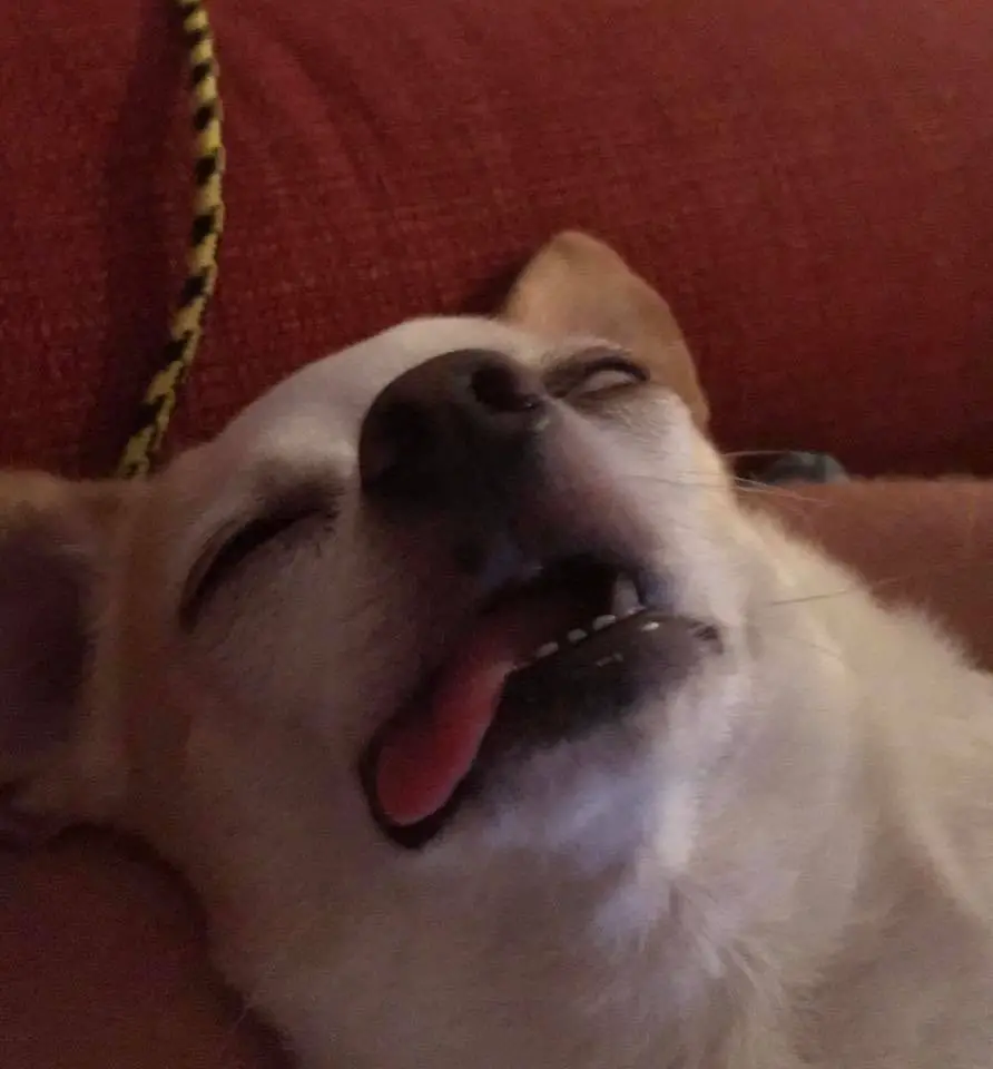 A Chihuahua sleeping on the couch with its tongue sticking on the side of its mouth