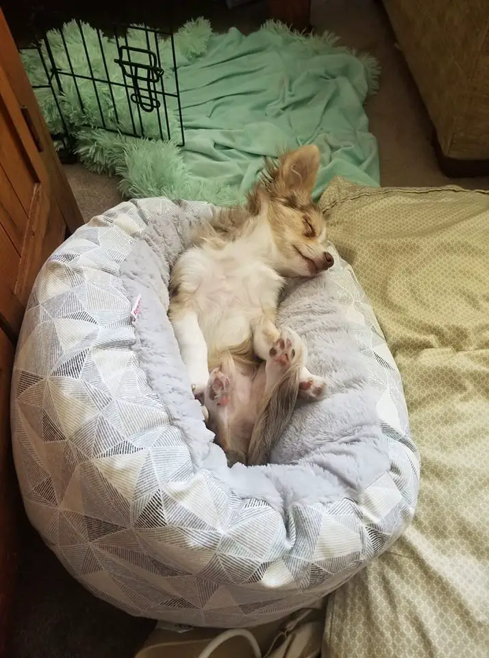 A Chihuahua sleeping on the bed