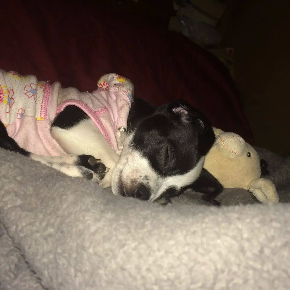 A Chihuahua wearing a pink shirt while sleeping on the couch at night