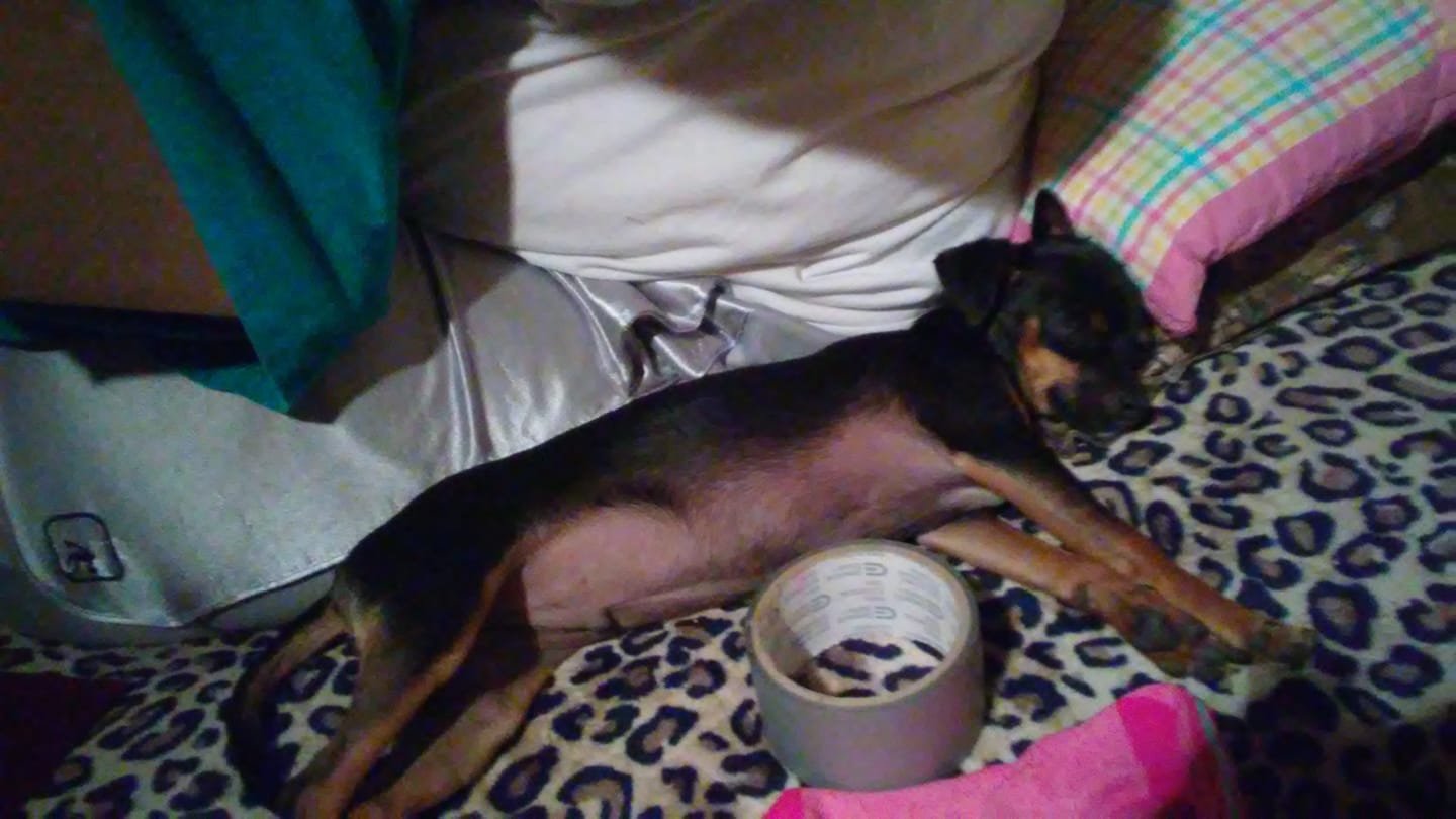 A Chihuahua sleeping soundly on the bed