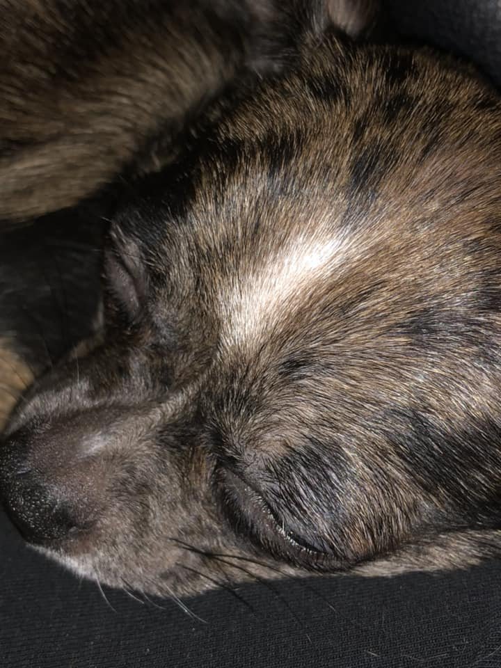 A Chihuahua sleeping on the bed at night