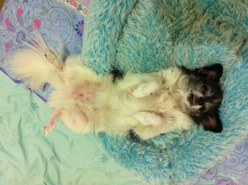 A Chihuahua lying on its back position while sleeping on the bed