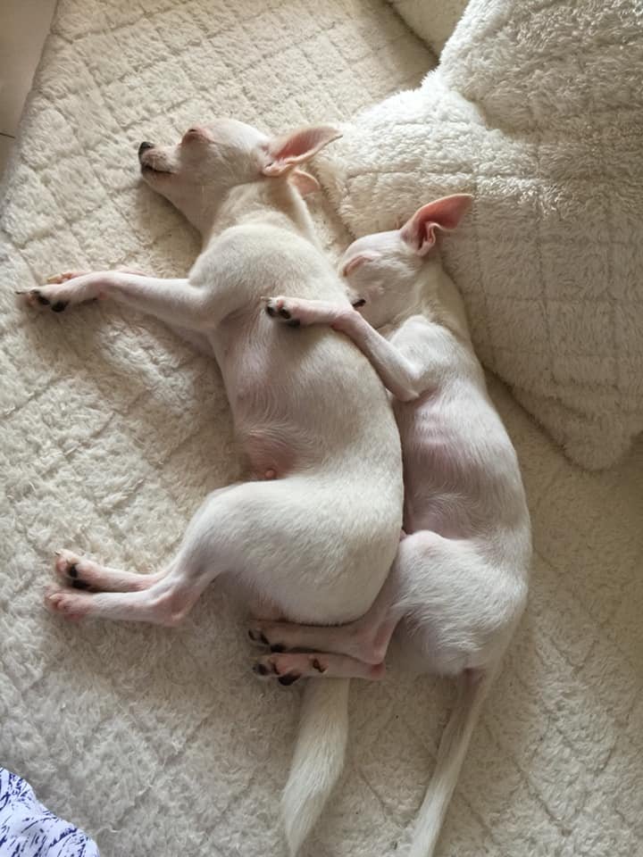 two white Chihuahua sleeping on the bed