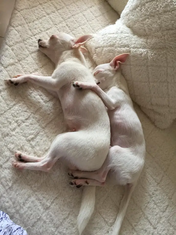  two white Chihuahua sleeping on the bed