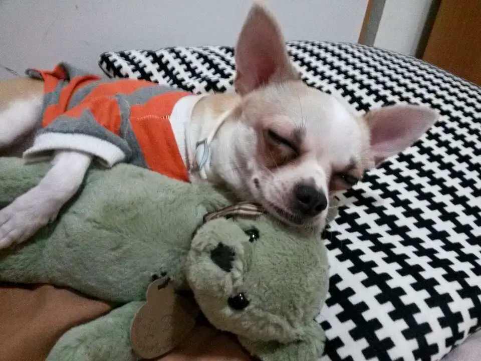 A Chihuahua sleeping on its bed while hugging a teddy bear stuffed toy