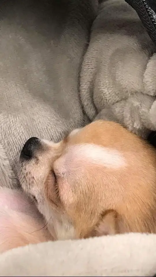 A Chihuahua sleeping on the bed