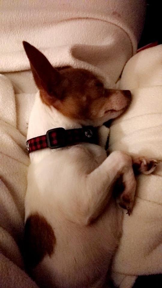 A Chihuahua sleeping peacefully on the couch