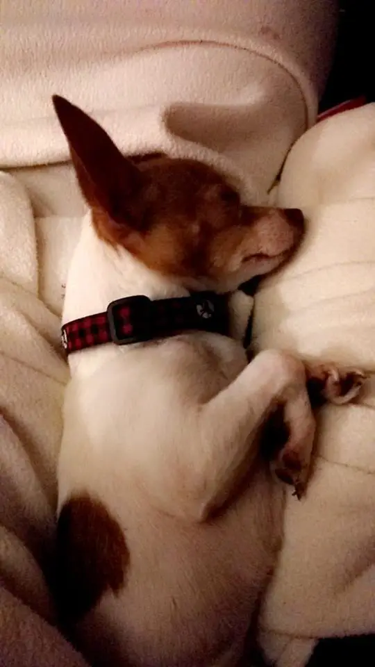 A Chihuahua sleeping peacefully on the couch