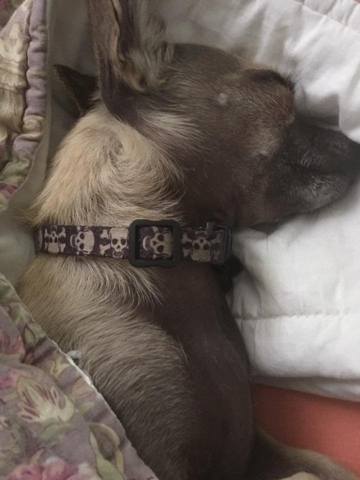 A Chihuahua sleeping on the bed