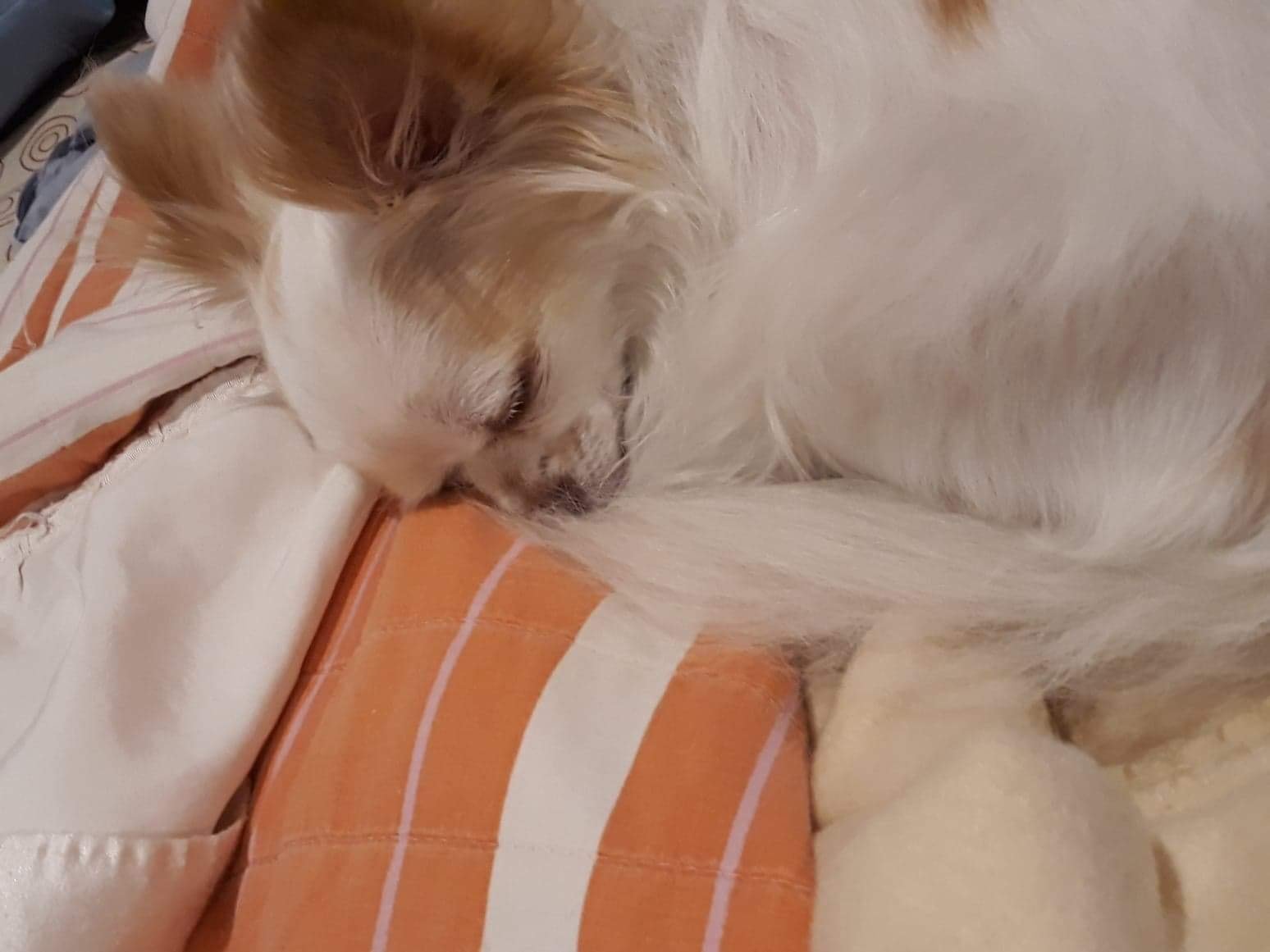 A Chihuahua sleeping on the bed