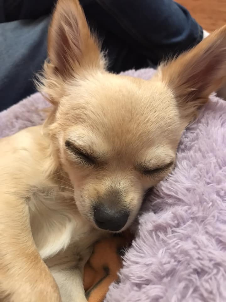 A Chihuahua sleeping soundly on its bed