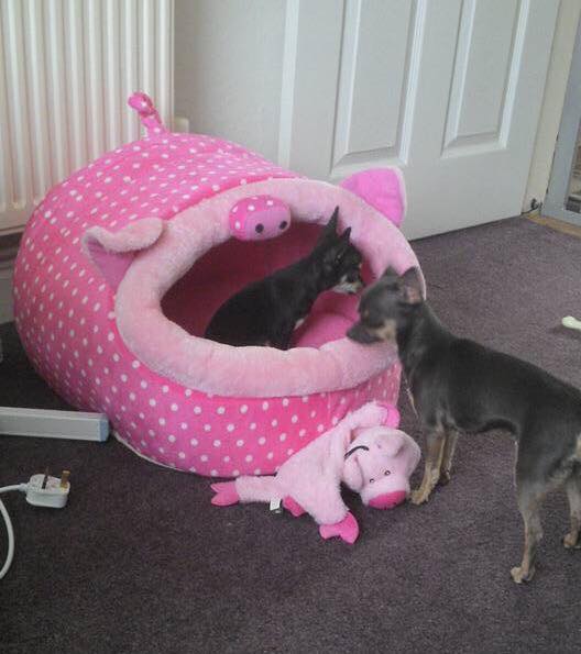 two Chihuahuas named Wynn and Taura in their pink pig bed
