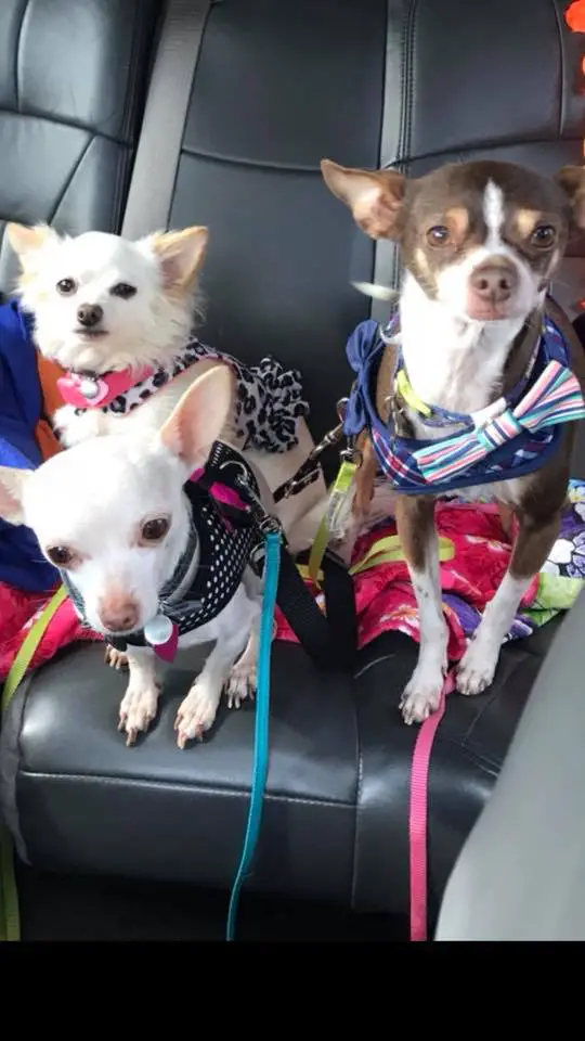 three Chihuahuas with names Nina, Sophie and Milo sitting in the passenger seat
