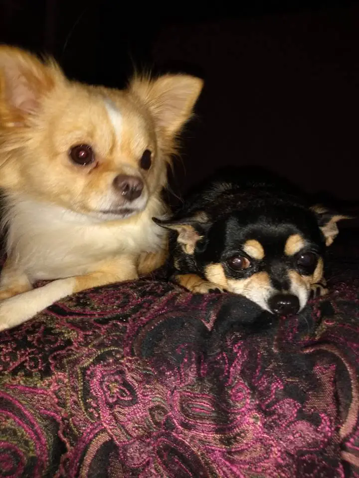 two Chihuahuas named Sage and Cricket lying on the bed at night