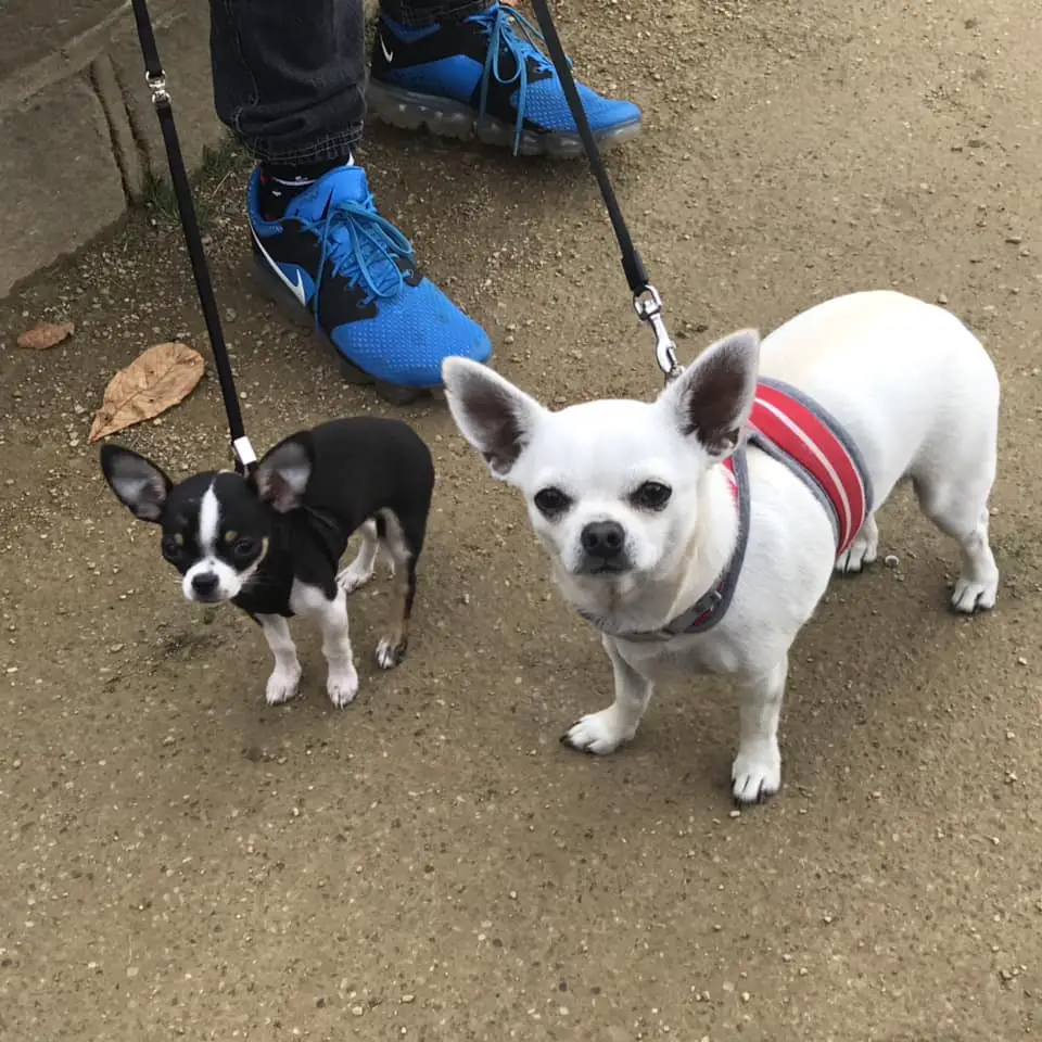 two Chihuahuas named Pepsi and Poppy taking a walk