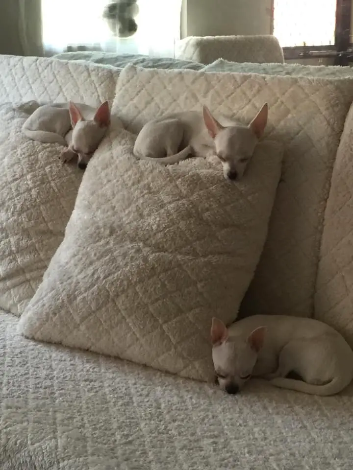 three Chihuahuas sleeping on the couch with two of them are on top of the pillow