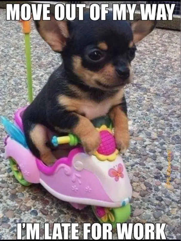 Chihuahua riding a small motor toy photo with a text 