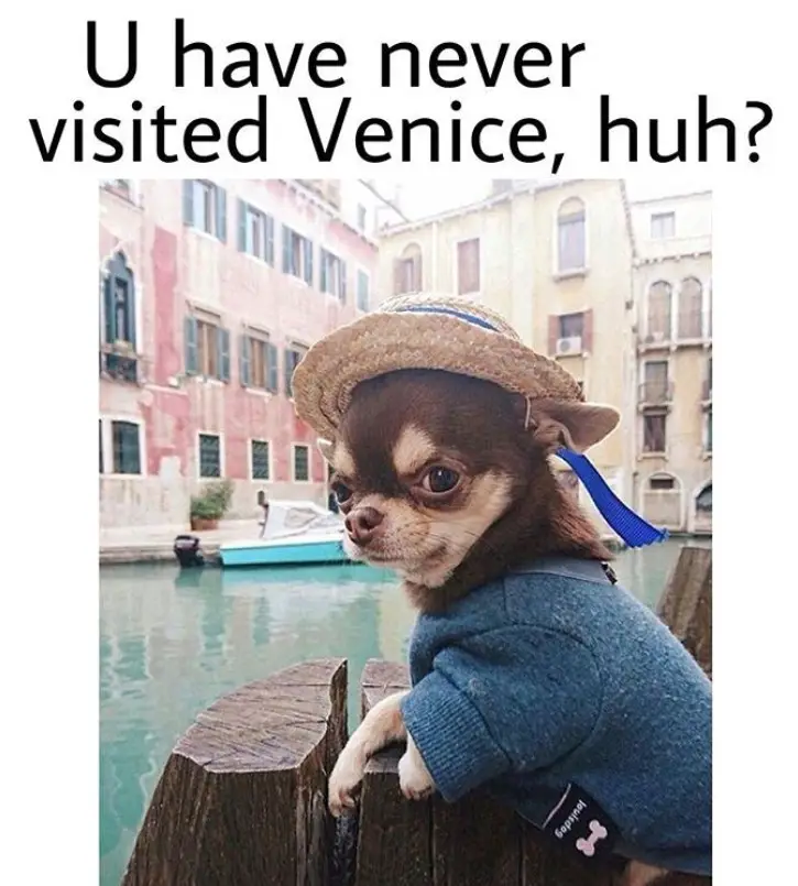 Chihuahua in venice all dressed up photo with a text 