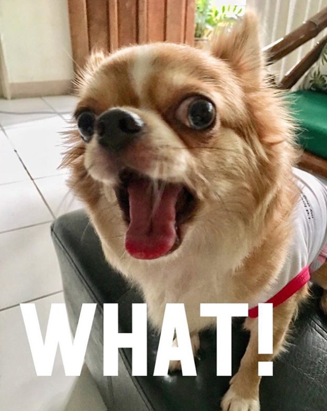20 Best Chihuahua Memes of All Time - Page 3 - The Paws