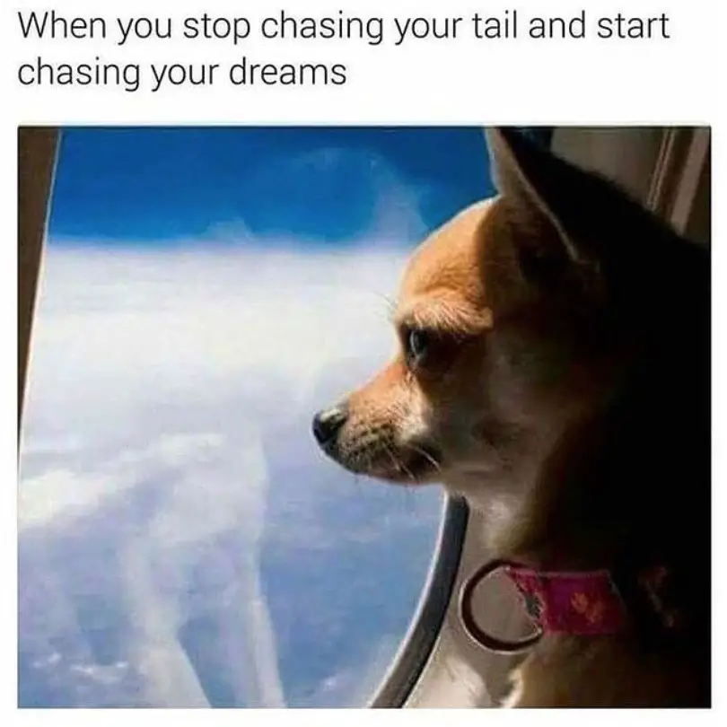 Chihuahua looking a the sky from the airplane window photo with a text 
