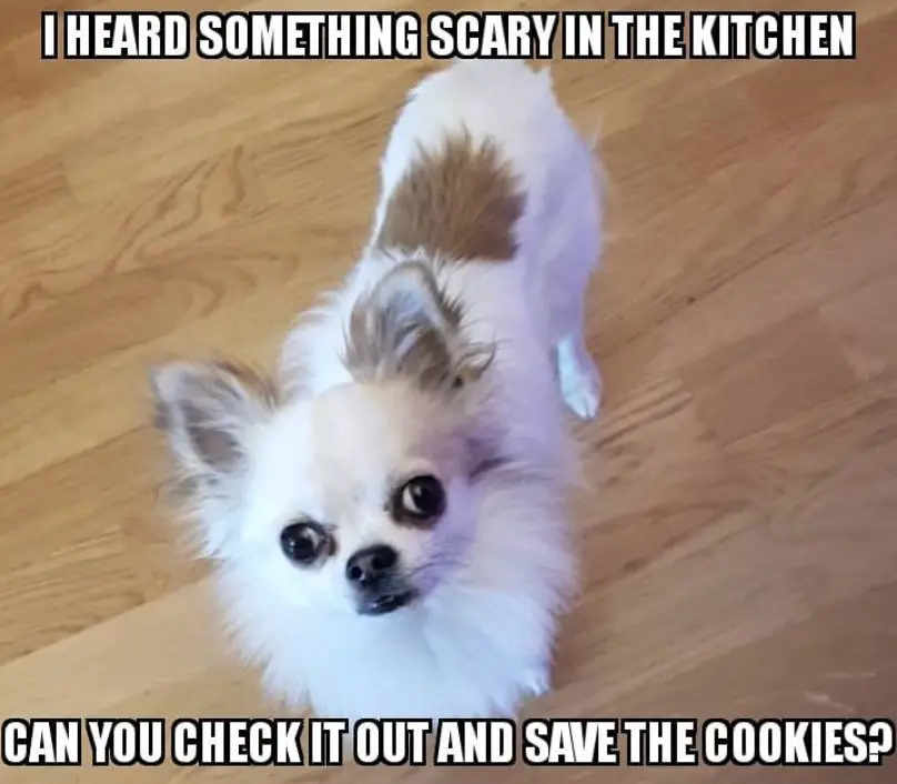 scared Chihuahua photo with a text 