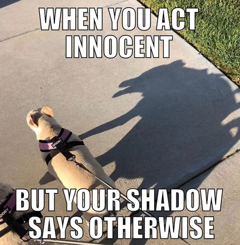 Chihuahua taking a walk with a monster shadow photo with a text 
