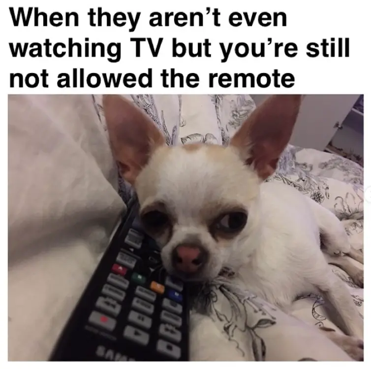 photo of a Chihuahua on the bed with a remote and a text 