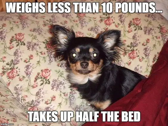 Chihuahua on the bed photo with a text 