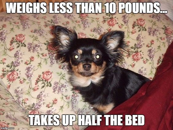 Chihuahua on the bed photo with a text 