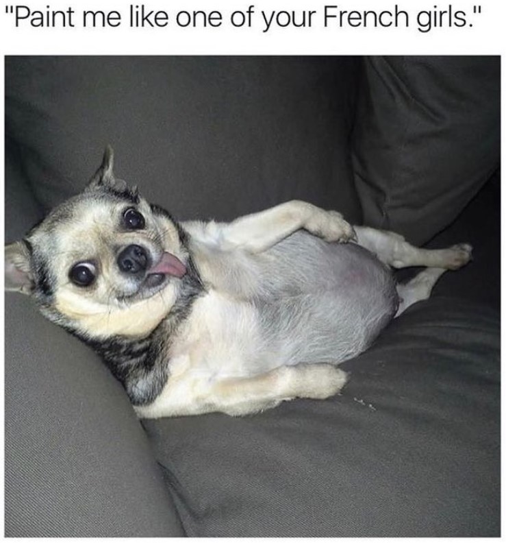 Chihuahua lying on the couch with its tongue sticking out photo with a text 