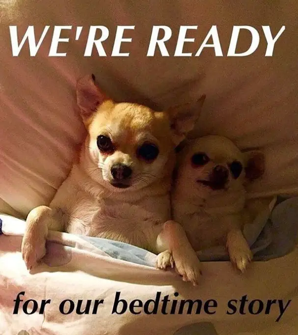 two Chihuahua snuggled up in bed photo with a text 