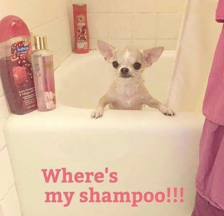 Chihuahua in the bathtub with a text 