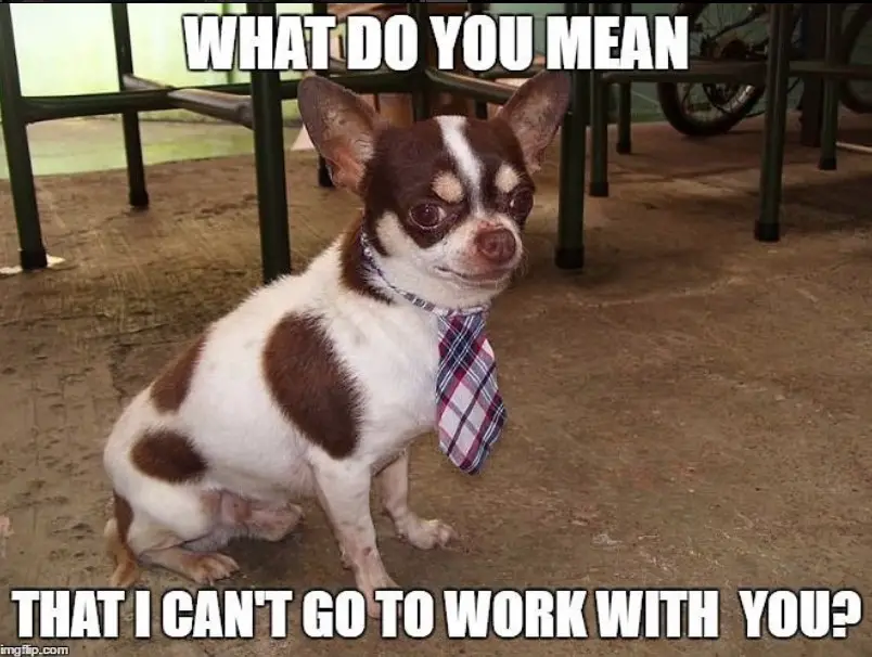 Chihuahua sitting on the floor wearing a necktie photo with a text 