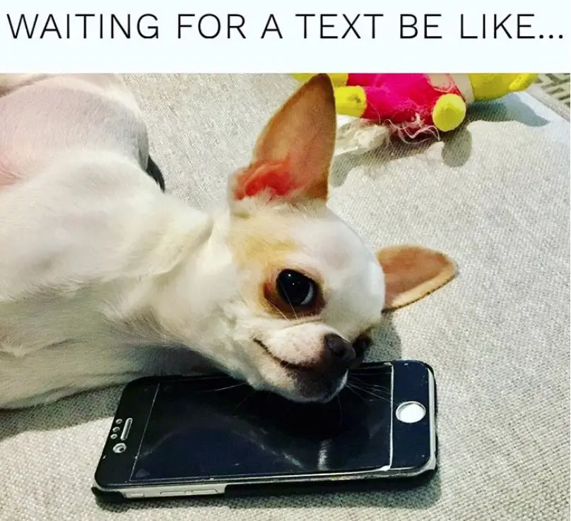 Chihuahua lying on the couch with a cellphone photo with a text 