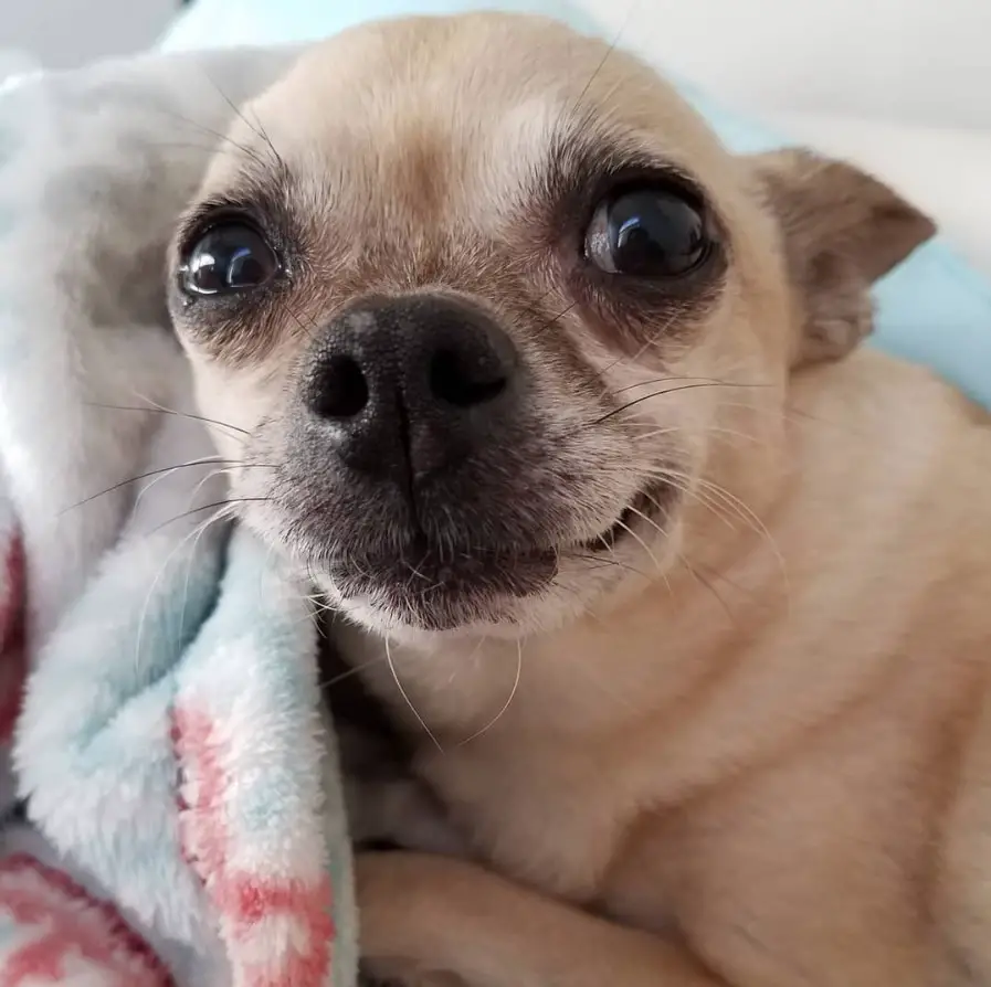Chug snuggled in a blanket while looking up with its adorable face