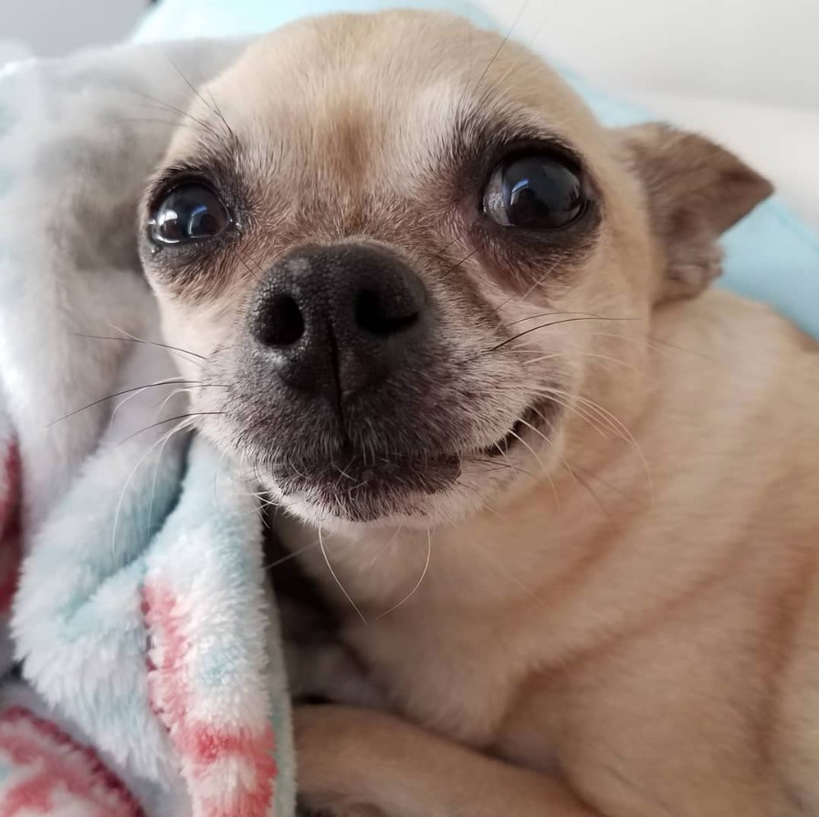 cross between pug and chihuahua