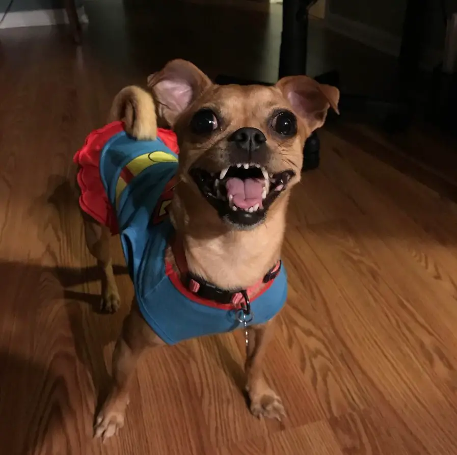 happy Chug wearing a costume while standing on the floor