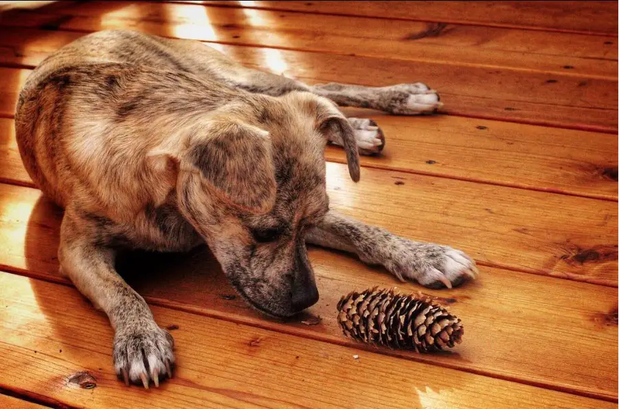 Chug lying down on the wooden floor while staring down at the pinecone