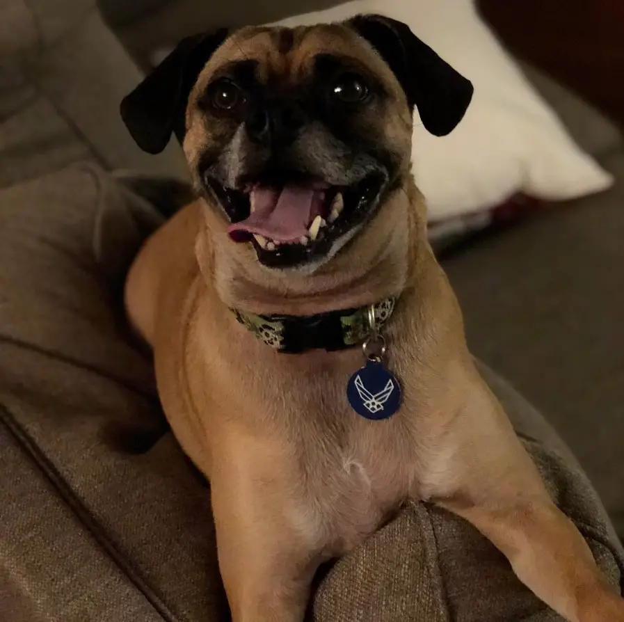 Chug smiling while lying down on the couch