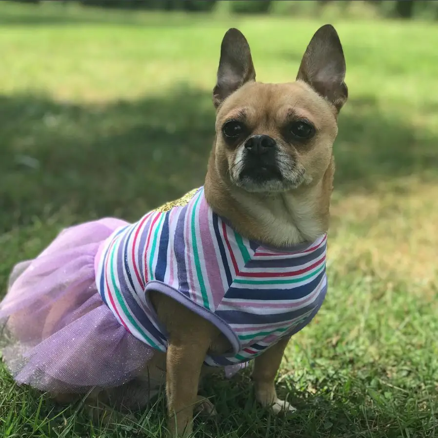 Chug wearing a dress while sitting on the grass at the park