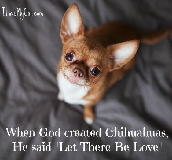 photo of a Chihuahua puppy on the bed looking up with a quote 