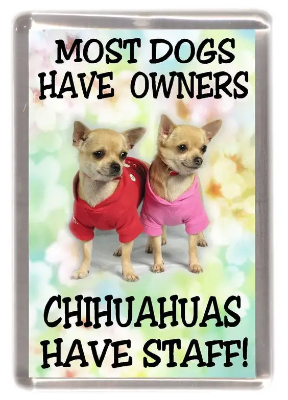 photo of two Chihuahua wearing their sweater with a quote 