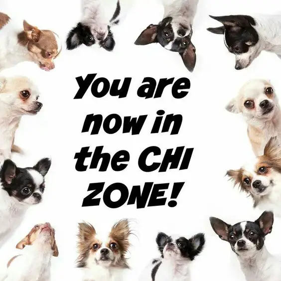 photos of Chihuahuas around the photo with a quote 
